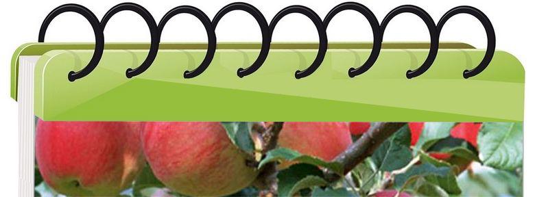 Calendrier des tailles des arbres fruitiers au verger bio. Calendrier des tailles des arbres fruitiers au verger bio.